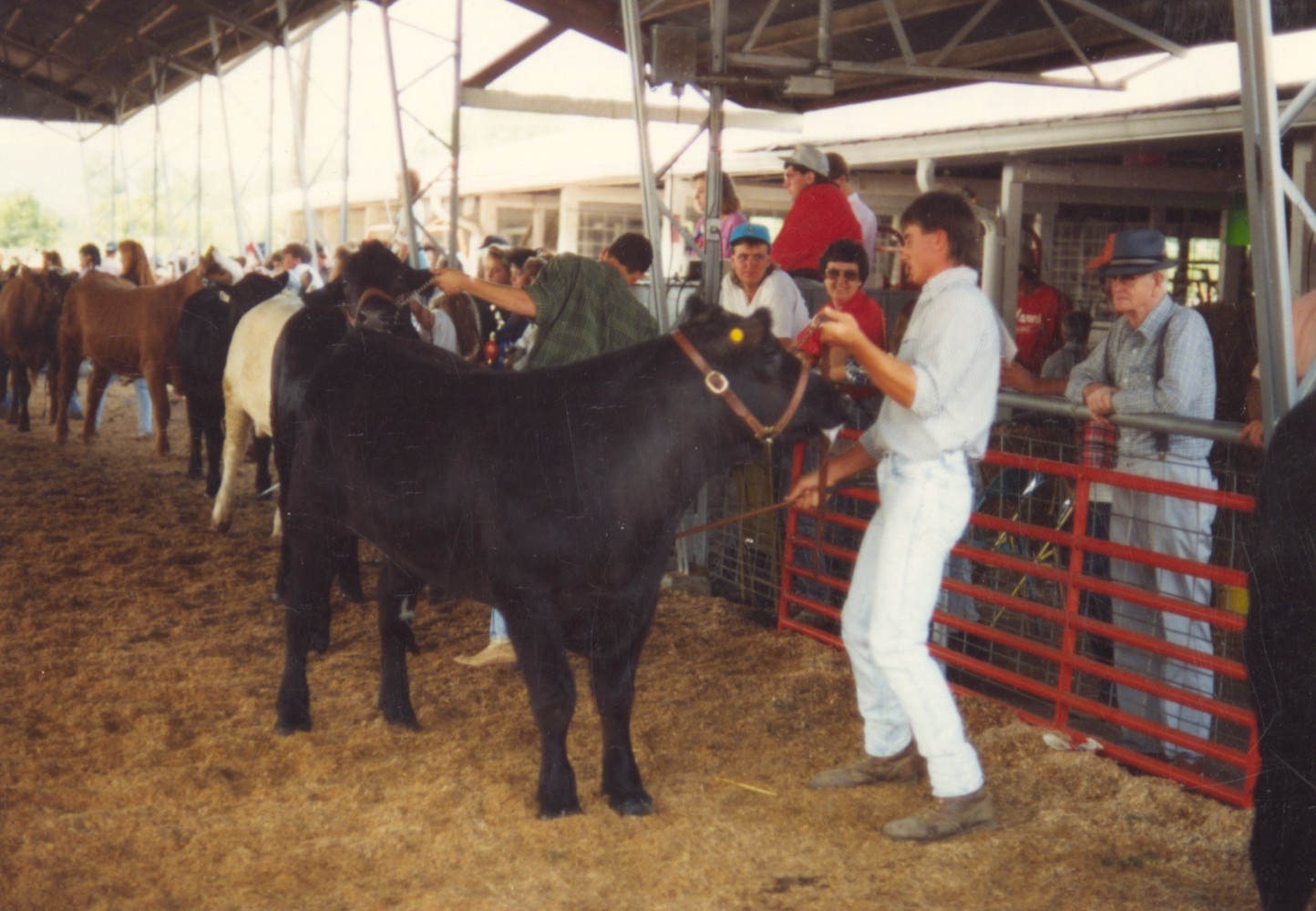 1990 Cattle Judging Dvd Jewell.jpg