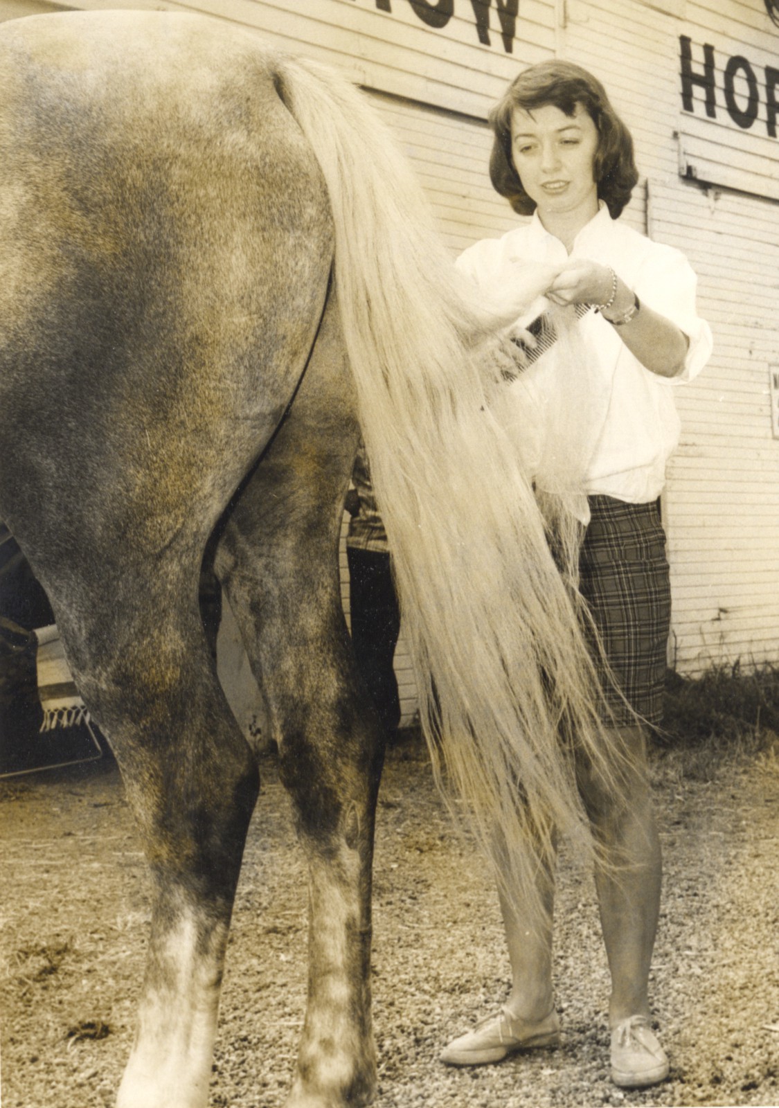 getting horse ready for show.jpg