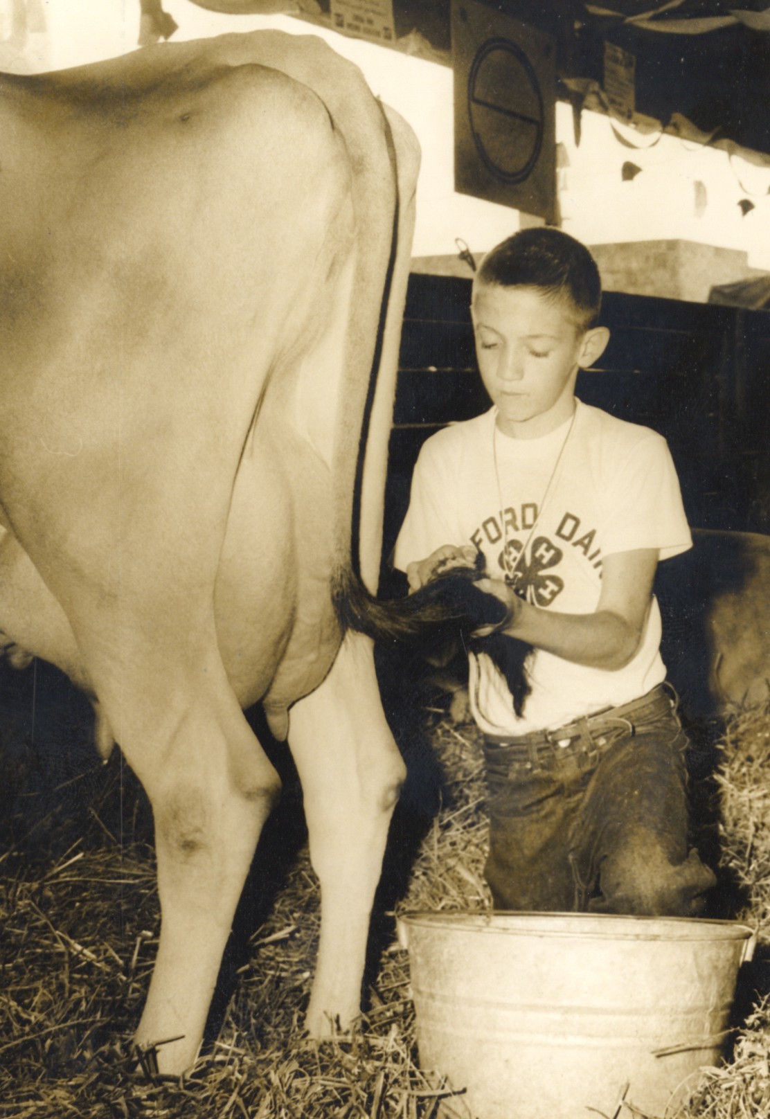 getting cow ready for show.jpg